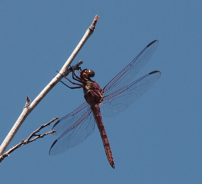 [A dragonfly with a reddish-brown body hangs on the underside of a white branch. It's wings are mostly clear with a reddish tinge on the upper parts of its wings.]